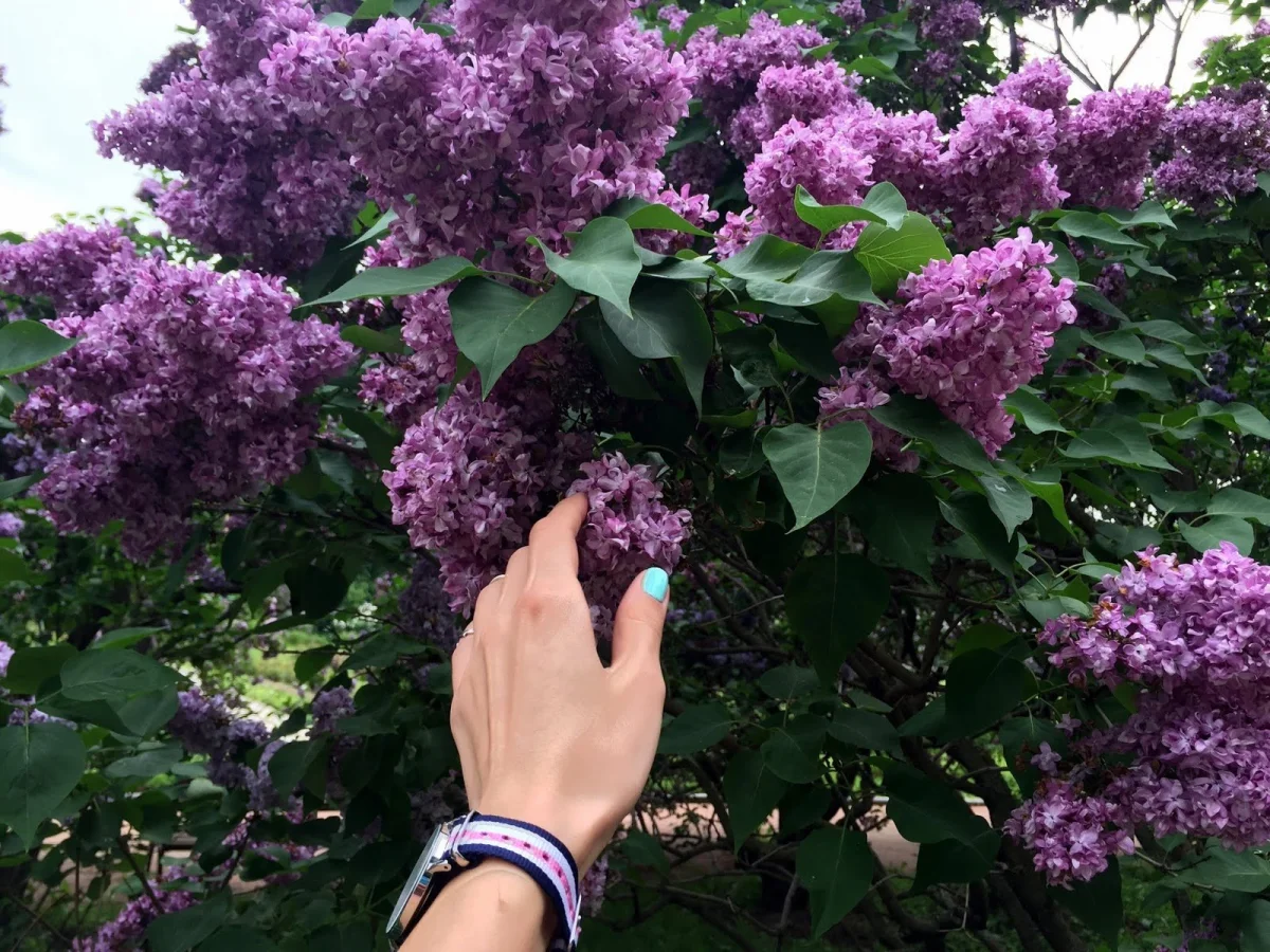 Фото: immunocap.ru