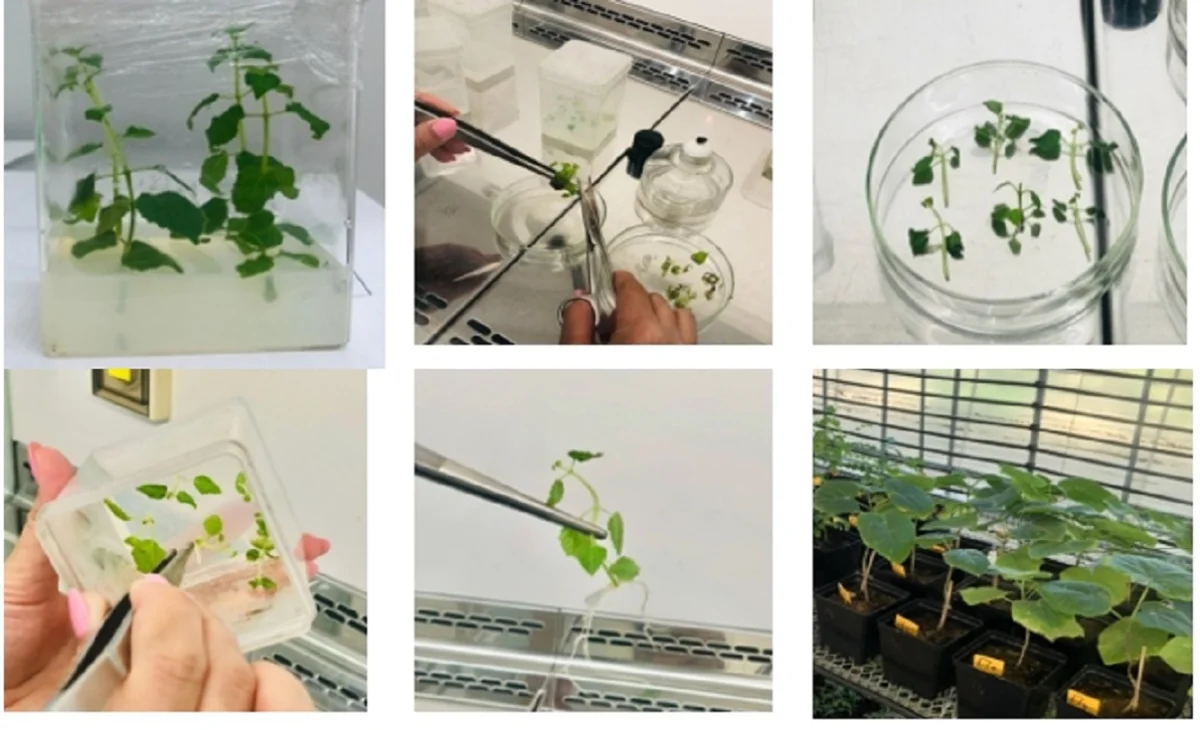 коллаж Ботанического сада