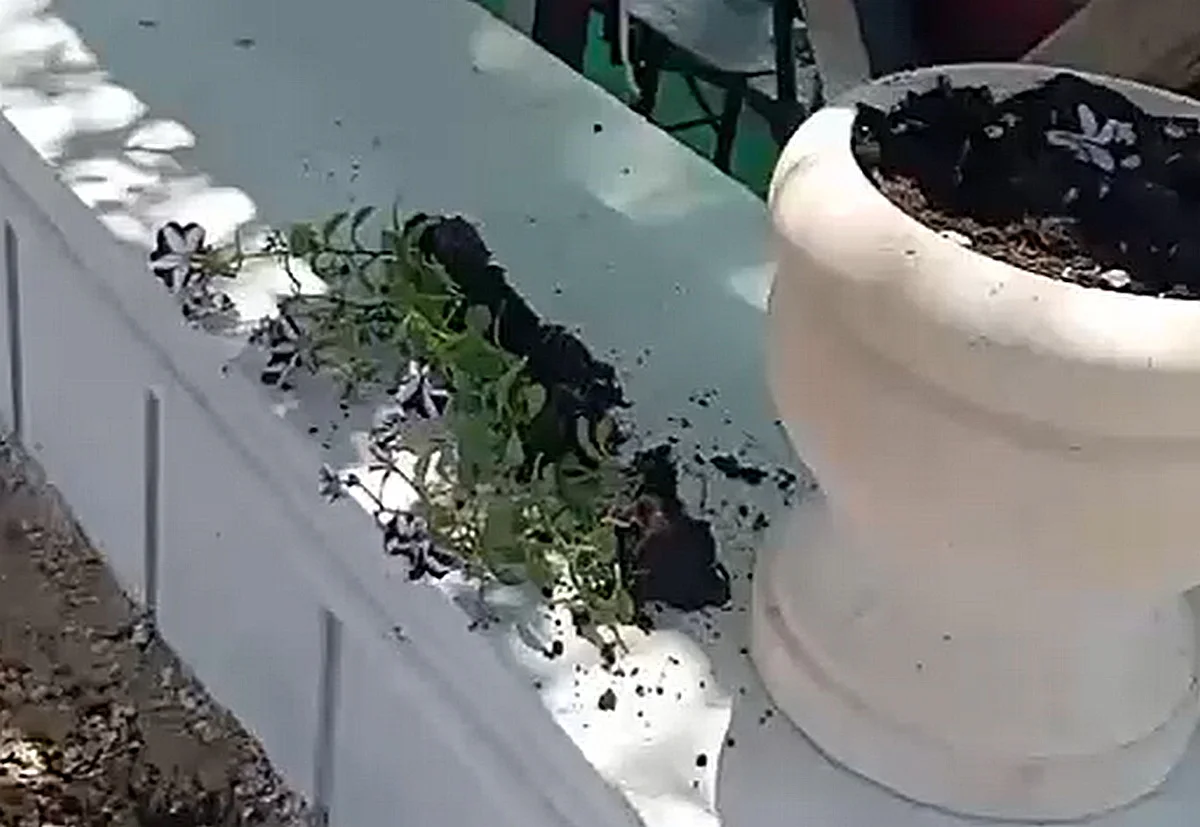 Фото: кадр видео