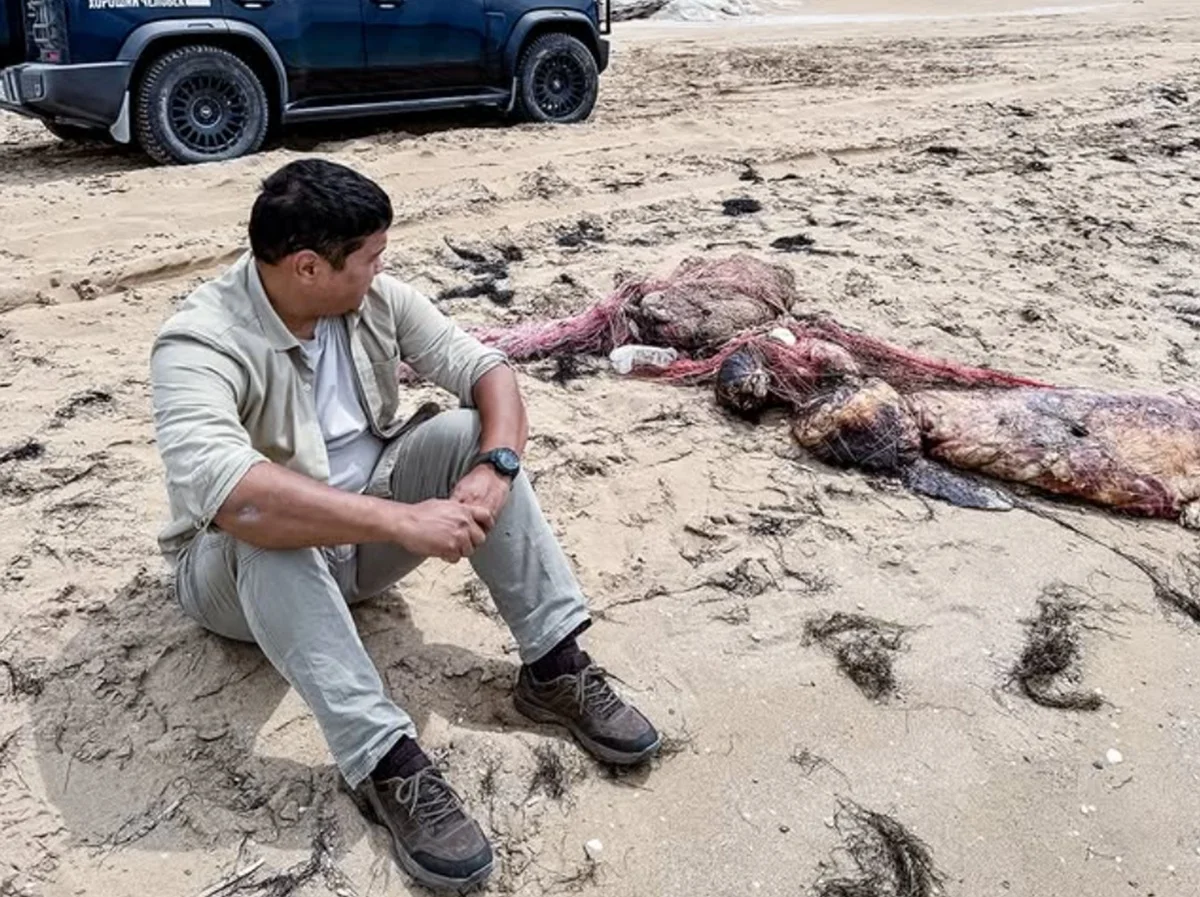 Фото Азамата Сарсенбаева. На фото запечатлены три тушки тюленей, которых прибило к берегу; все они запутались в рыболовных сетях.