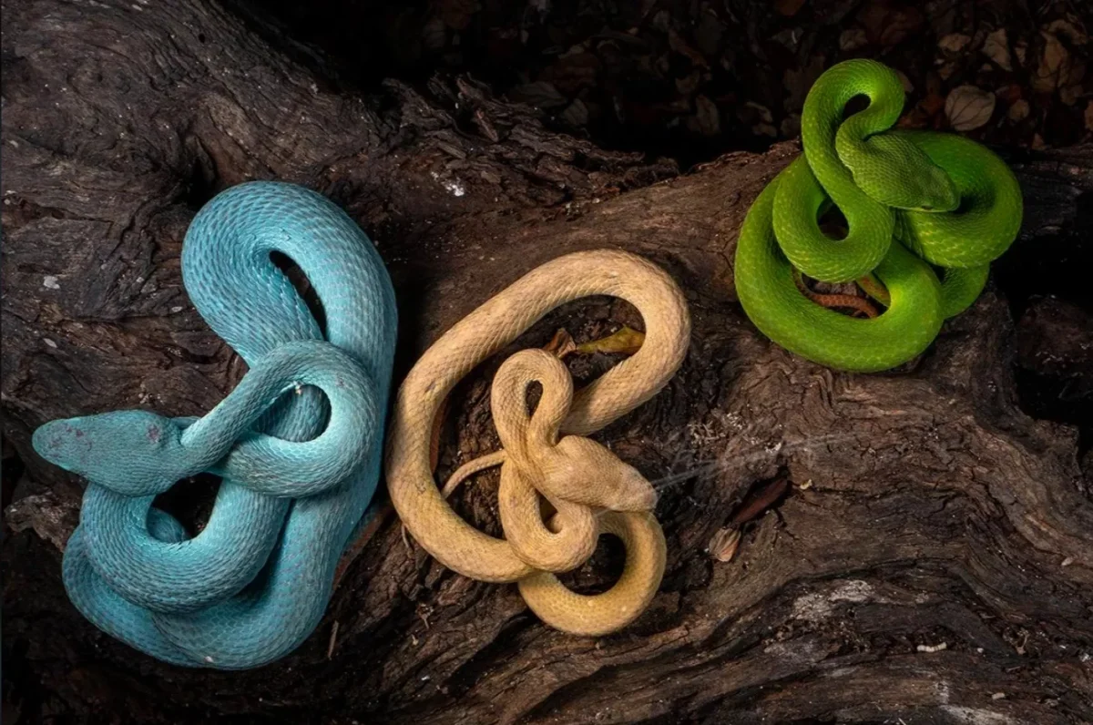 Фото: reddit.com/r/herpetology