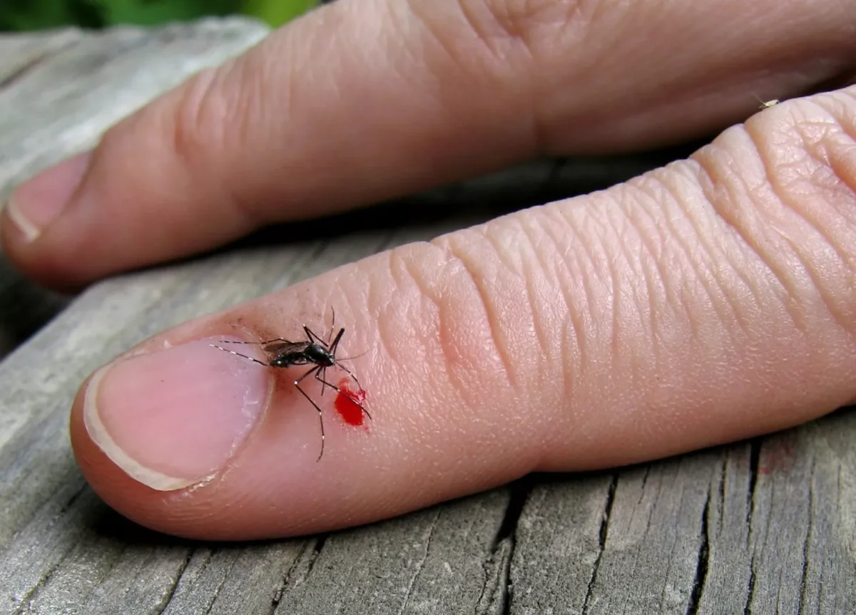 Фото: theconversation.com