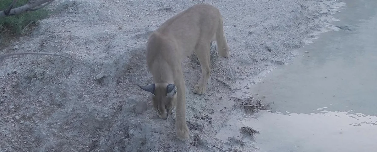Каркал у водопоя. Фото предоставил М.Каратауов