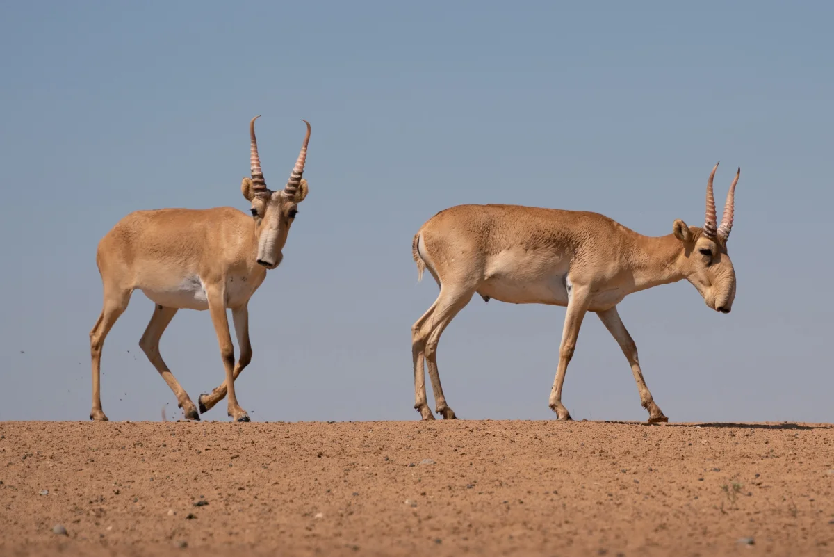 Фото: elista.bezformata.com