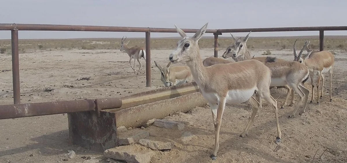 Фото предоставил Мынберген Каратауов