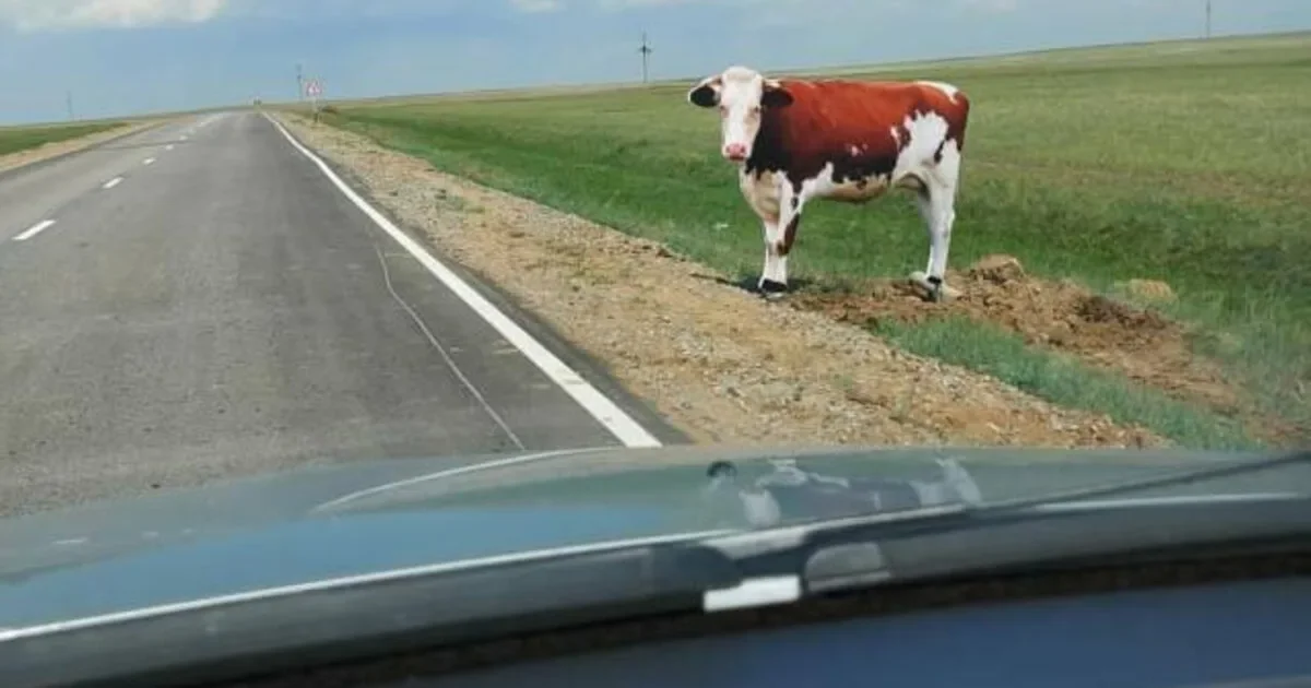 Фото: vyazma.readovka67.ru