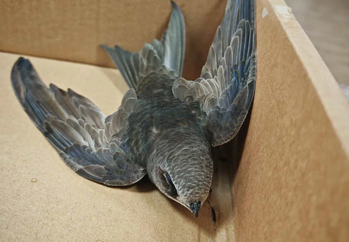 Найденный стриж. Фото местного жителя