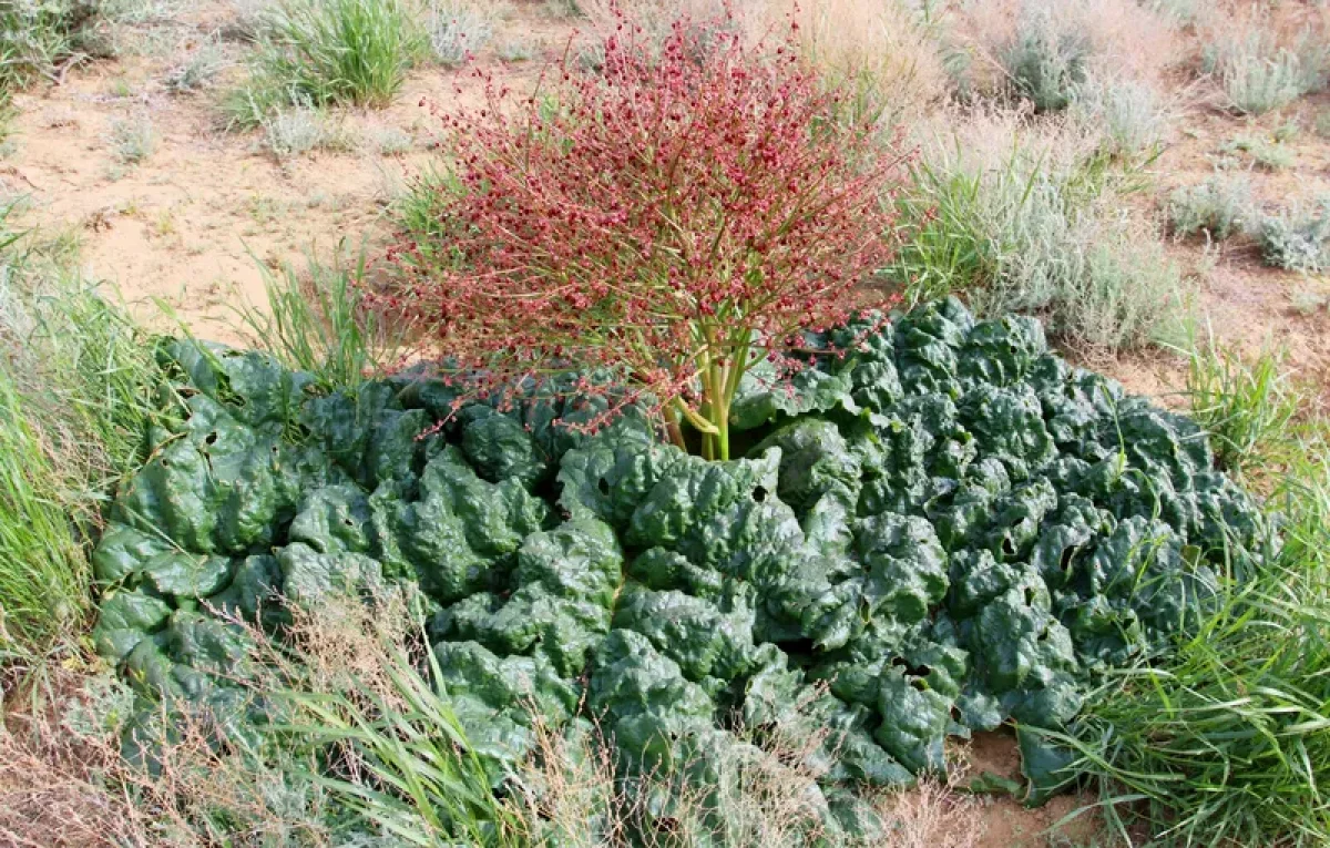 Фото: asu-edu.ru