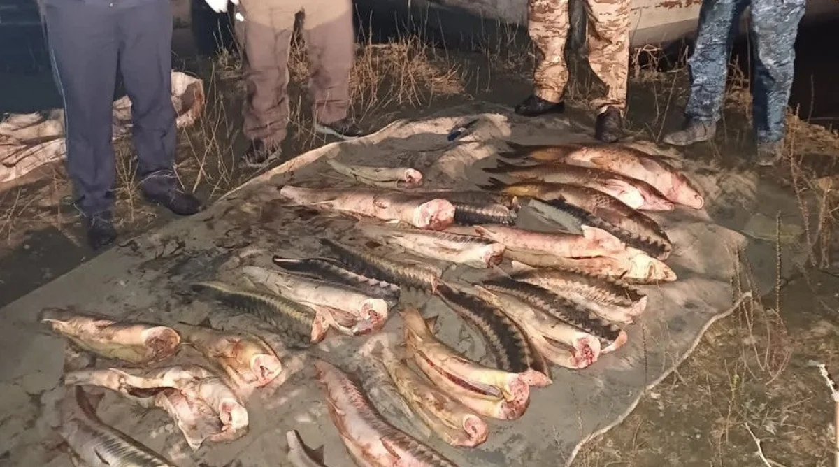 Фото: Комитет рыбного хозяйства МСХ РК