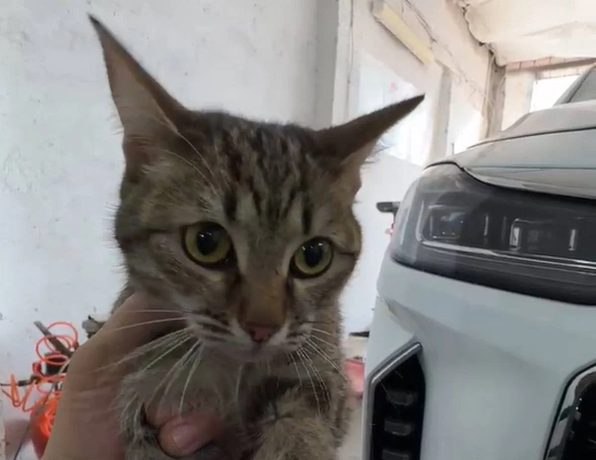 Фото: кадр видео