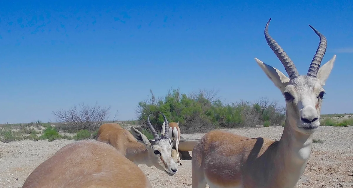 Кадр фотоловушки