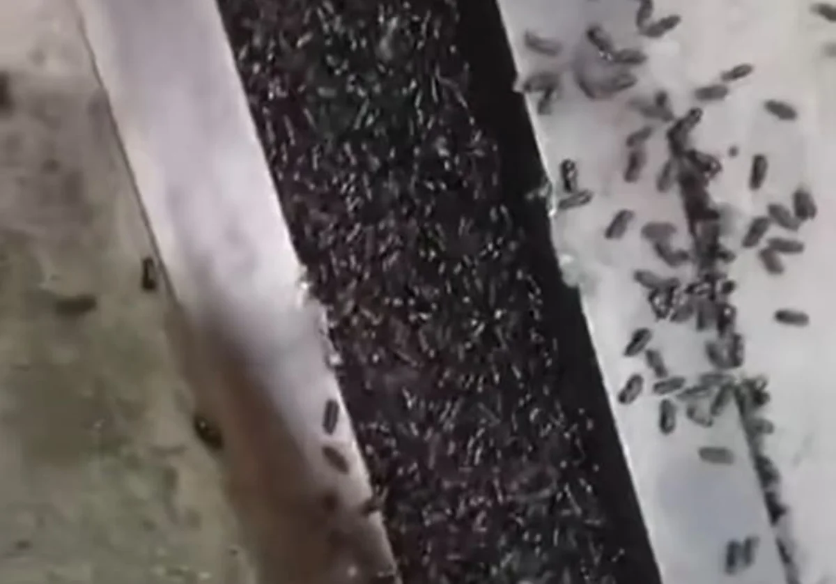 Фото: стоп-кадр из видео