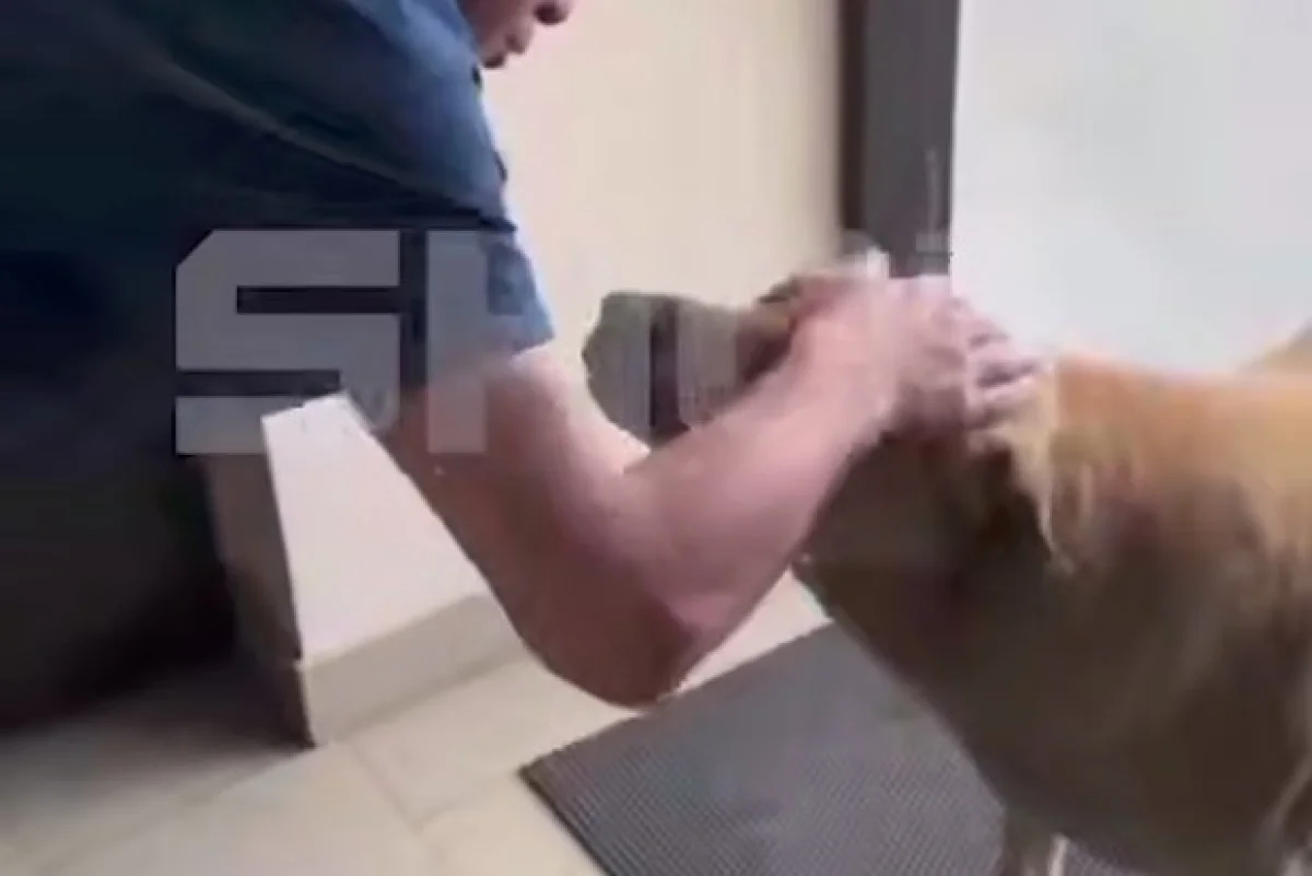 Кадр: Telegram-канал SHOT