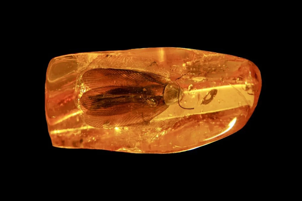 Пресс-служба Калининградского янтарного комбината