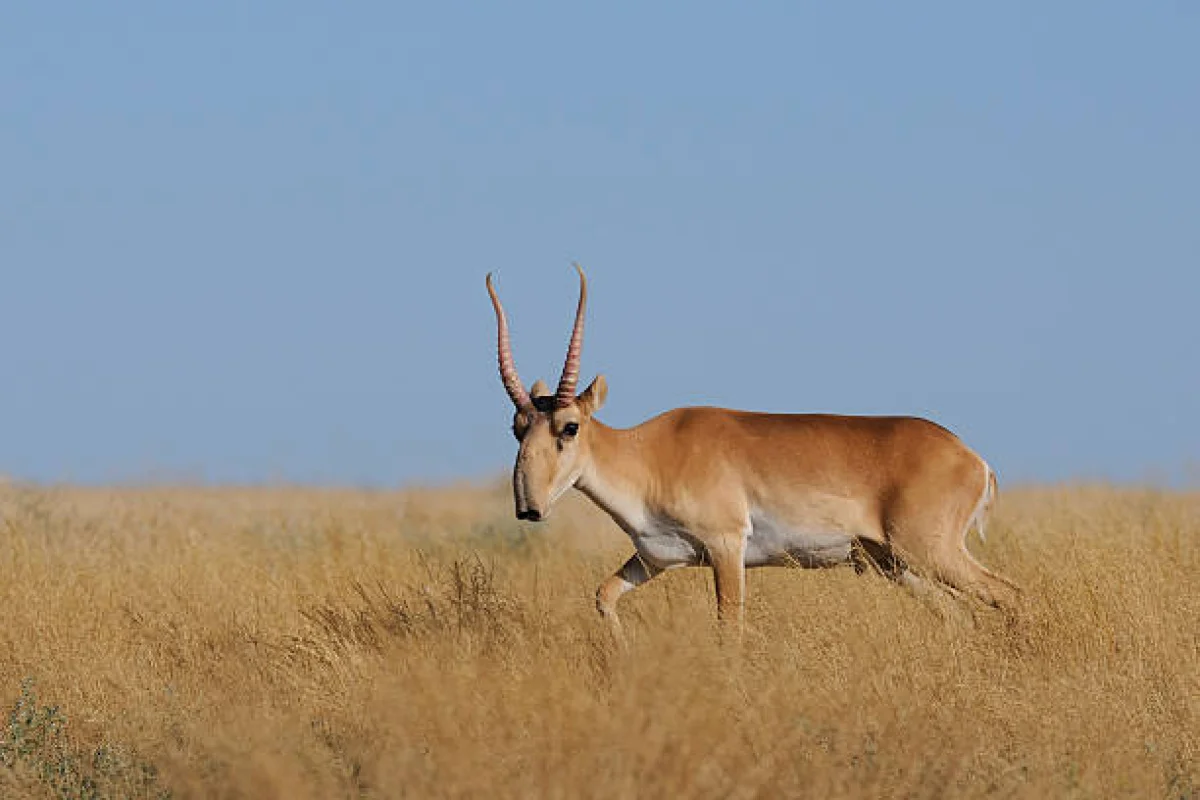 Фото pixabay.com