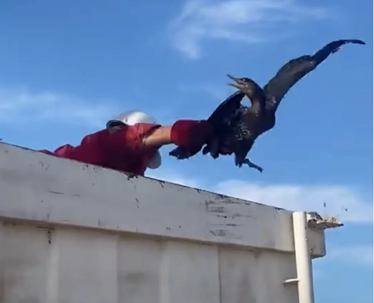 Фото: кадр видео