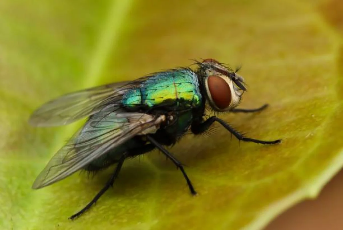 Фото pixabay.com