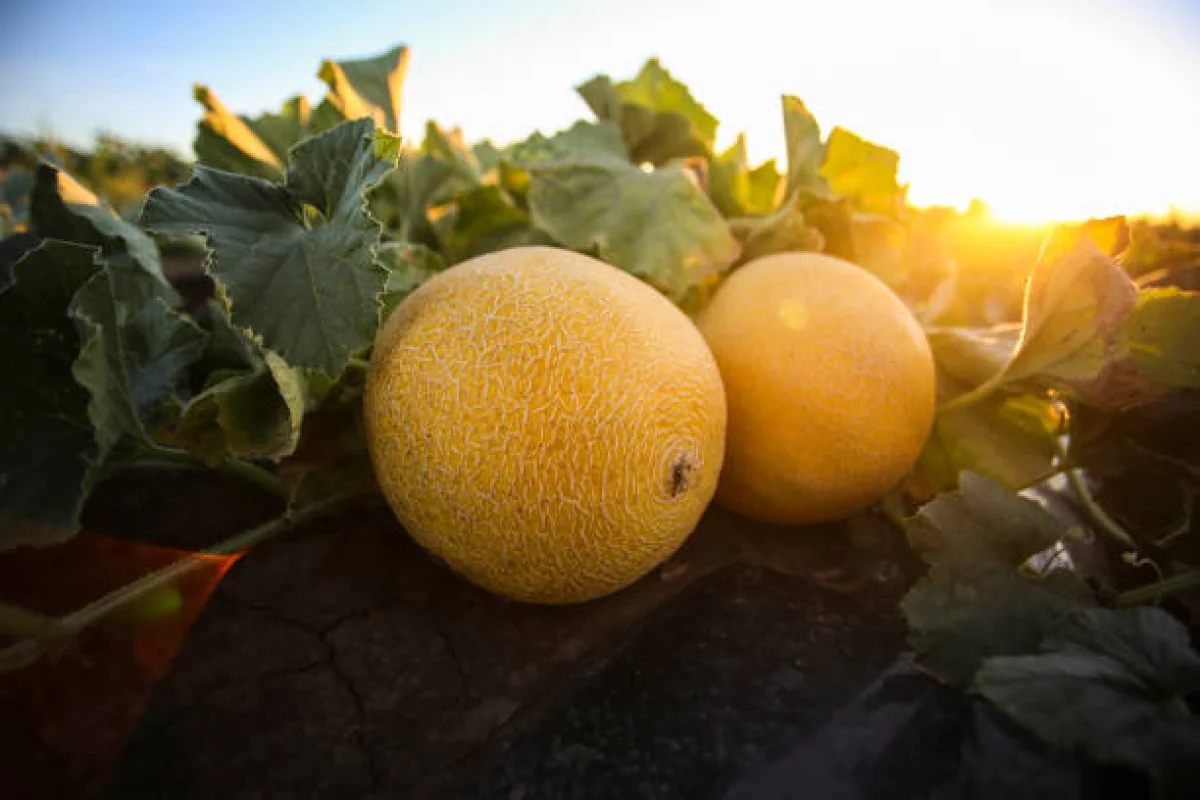 Фото pixabay.com