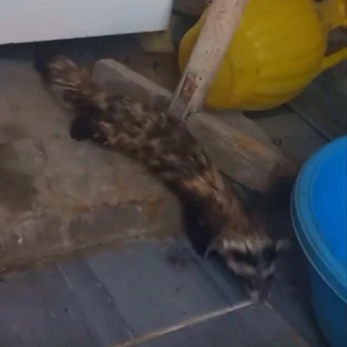 Чудный зверь. Фото fund.chance.aktau