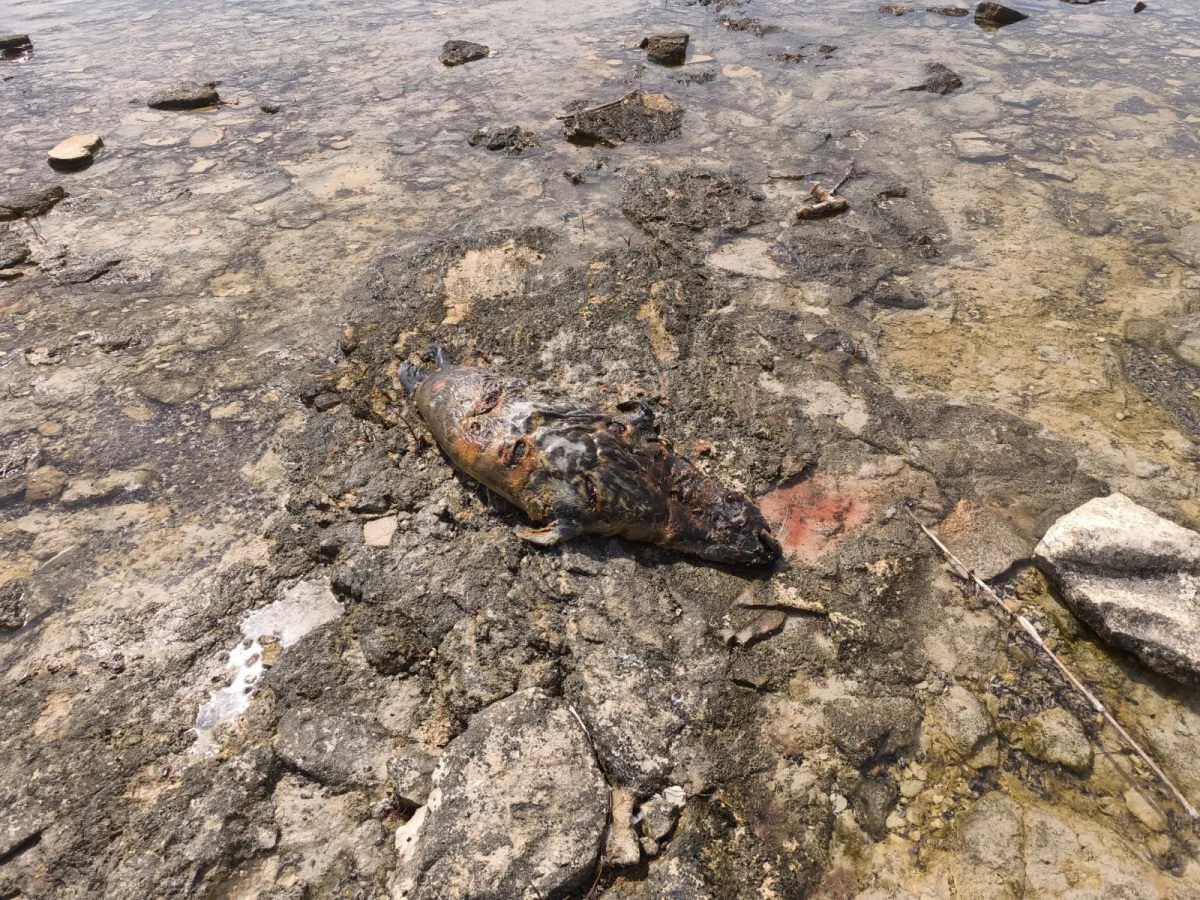 Фото Службы по охране животного мира управления рыбного хозяйства Мангистауской области