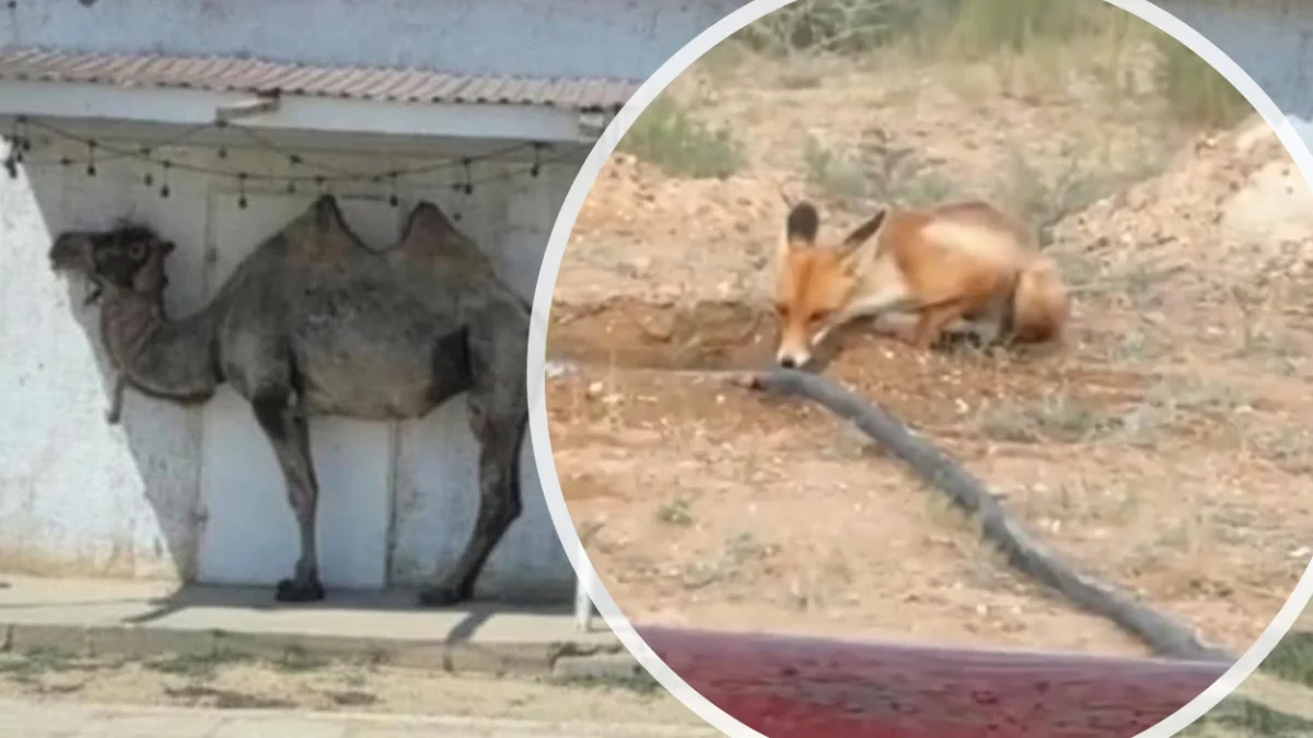 Коллаж автора