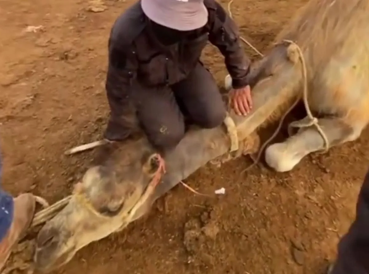 Фото: кадр видео