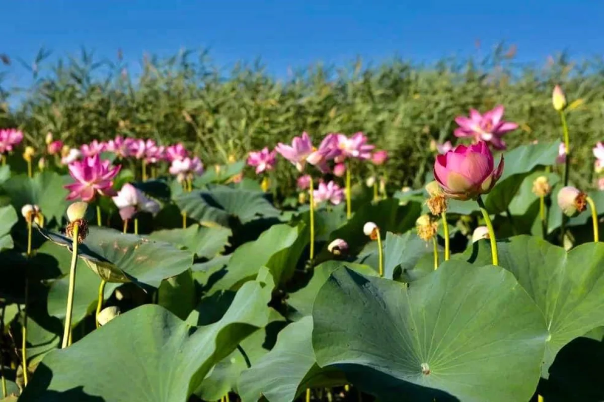 Фото pixabay.com