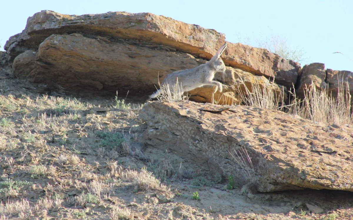 Заяц-толай. Фото А. Козыбакова