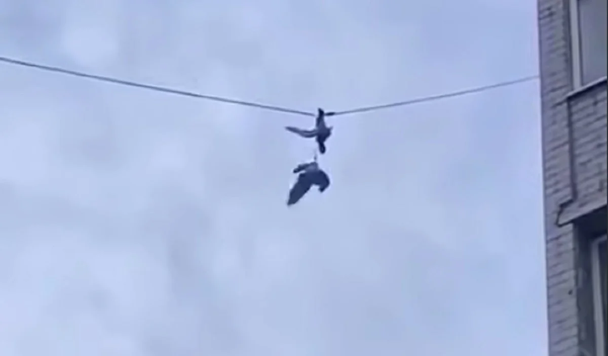 Кадр из видео