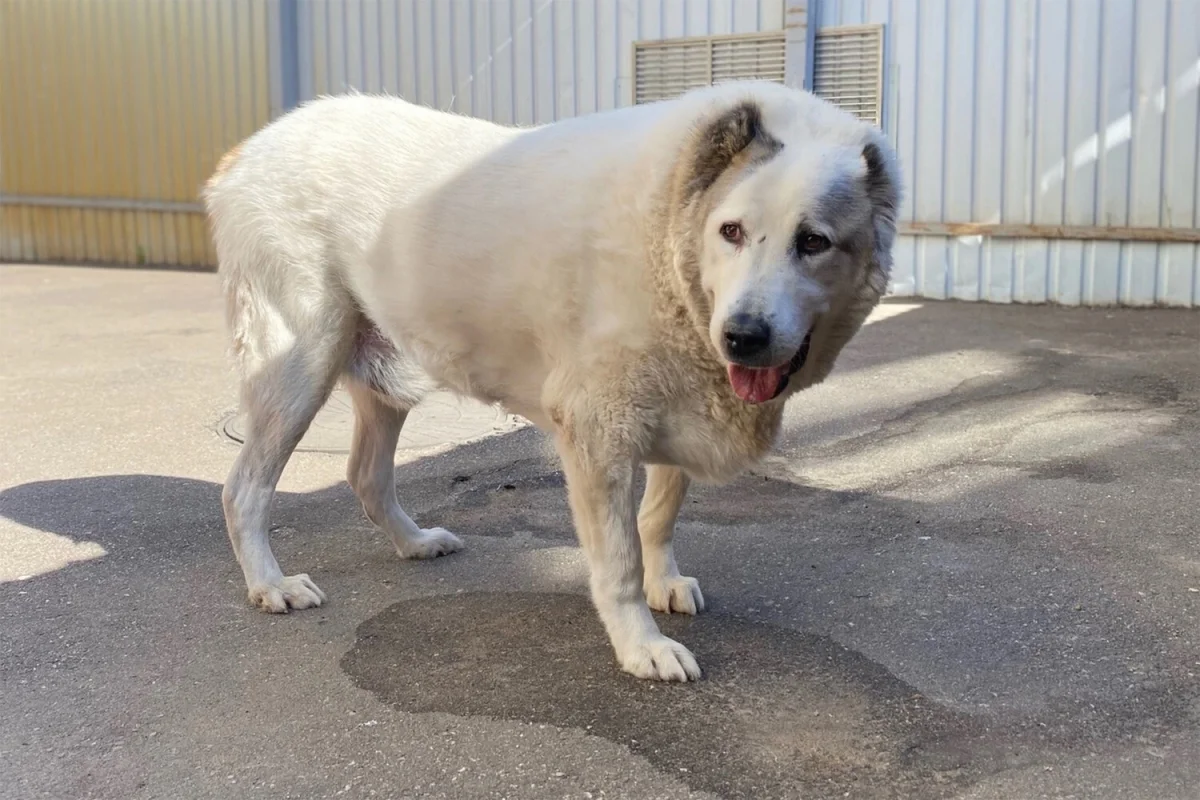 Фото: Сострадание НН/VK