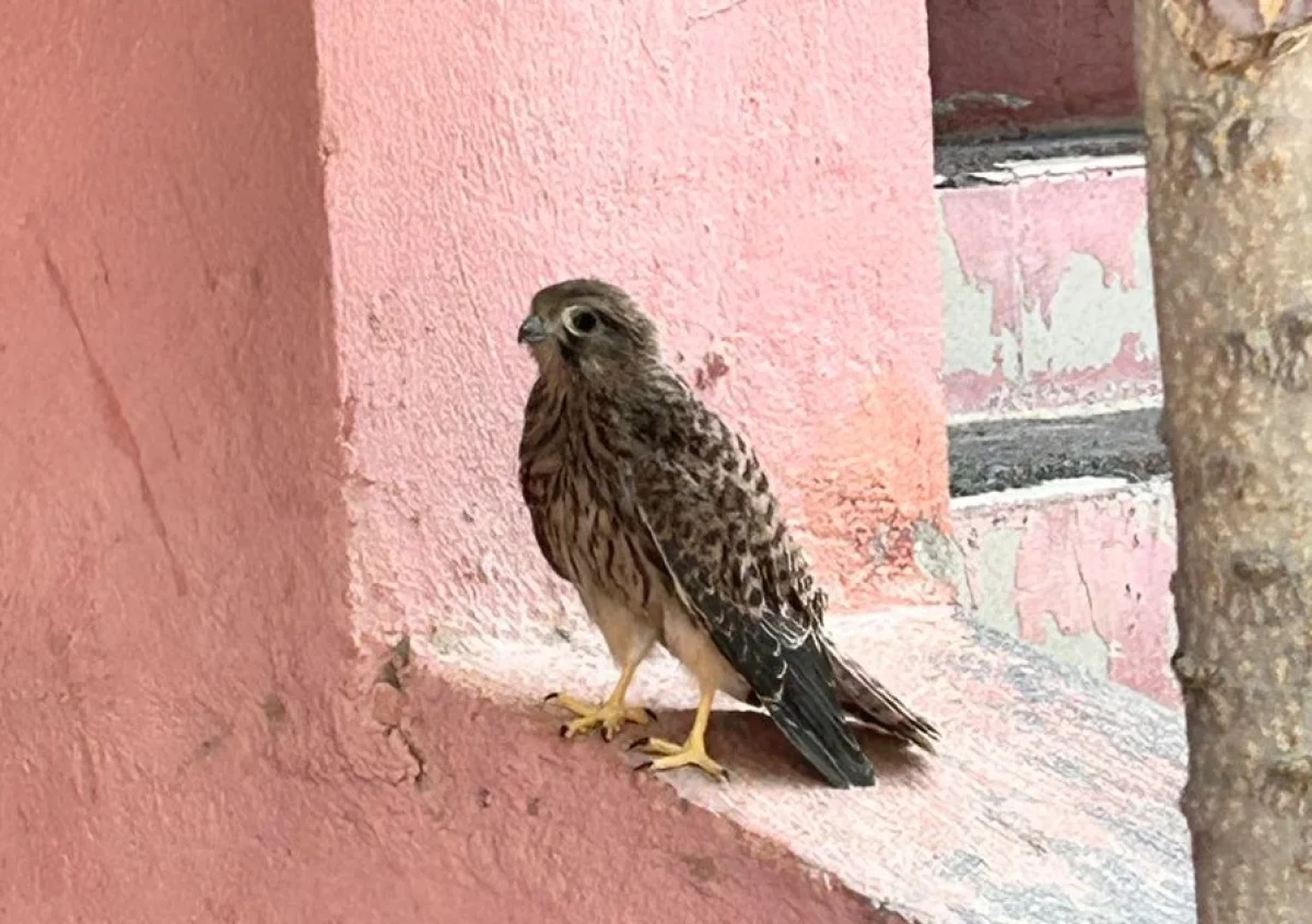 Птенец пустельги. Фото жителей Актау