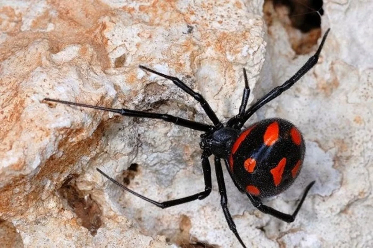 Фото из архива Lada.kz