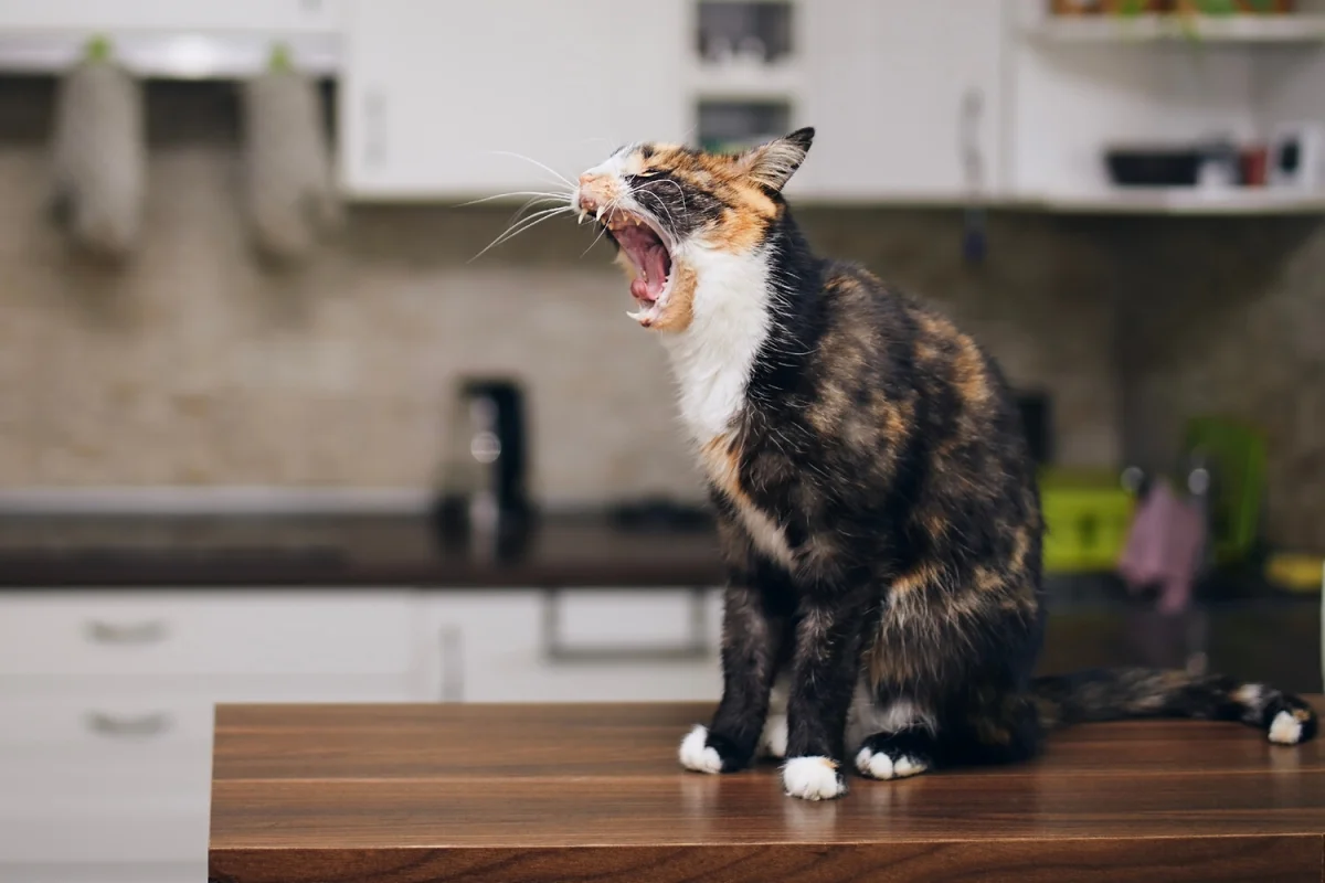 Фото: Jaromir Chalabala/Shutterstock/FOTODOM