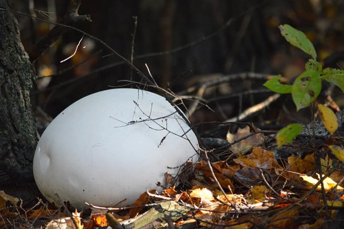 Фото: TheOldBarnDoor / Shutterstock / Fotodom