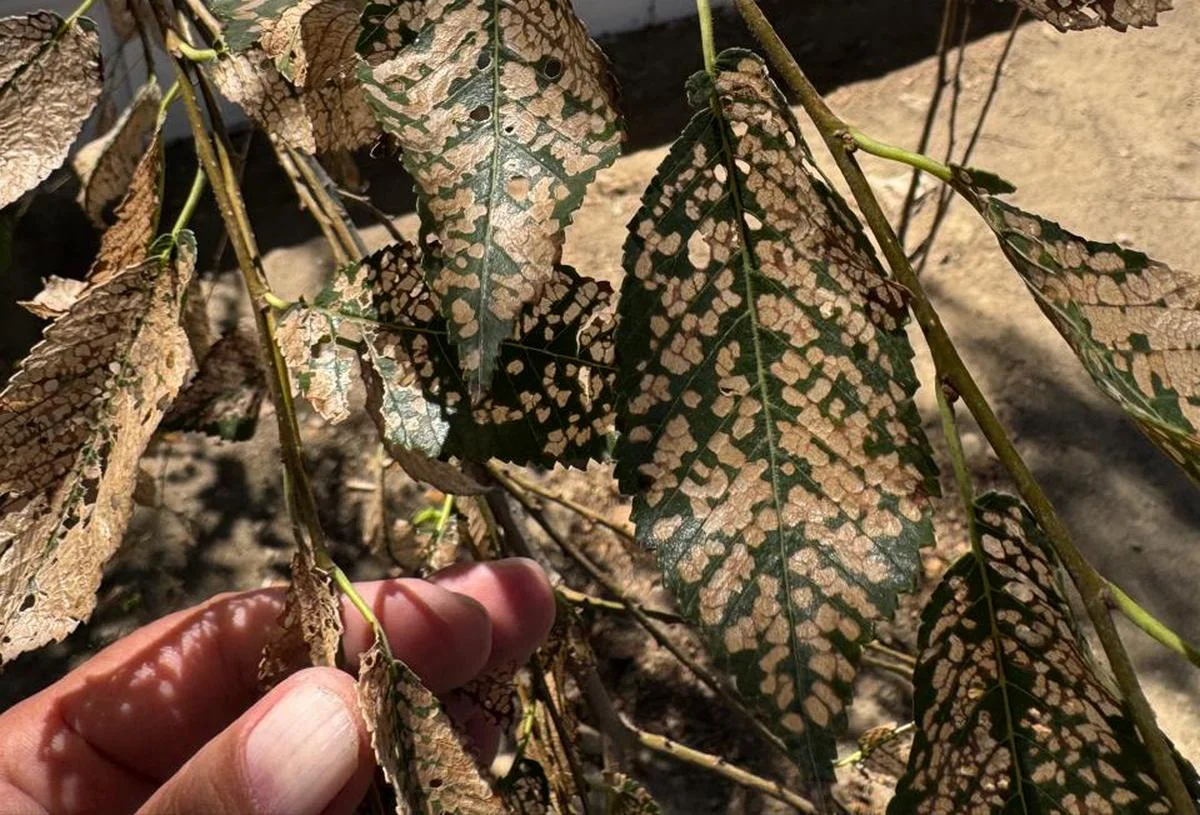 Состояние листвы в 14 микрорайоне на набережной. Фото местных жителей