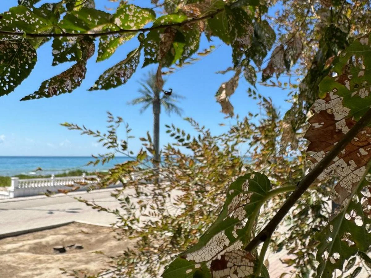 Карагачи на набережной 14 микрорайона. Фото местных жителей