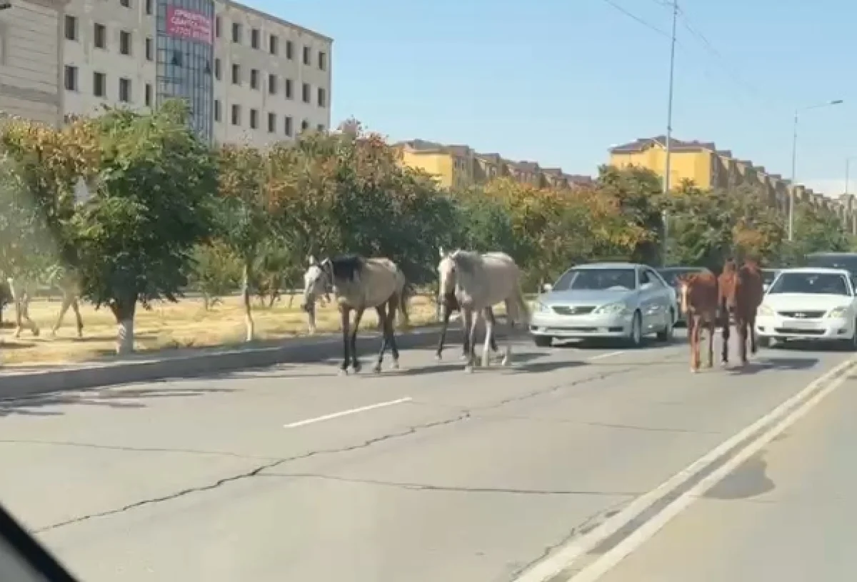 Скриншот из видео