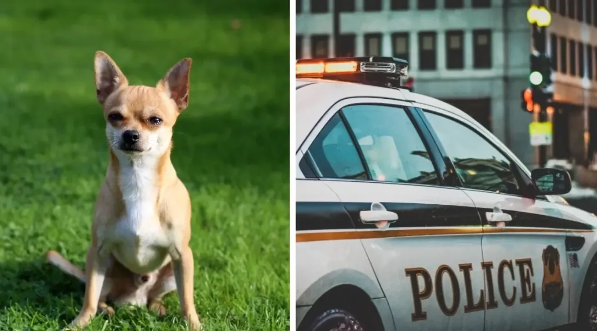 Фото: соцсети