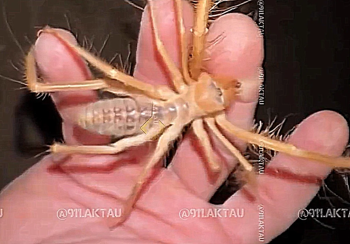 Фото: кадр видео