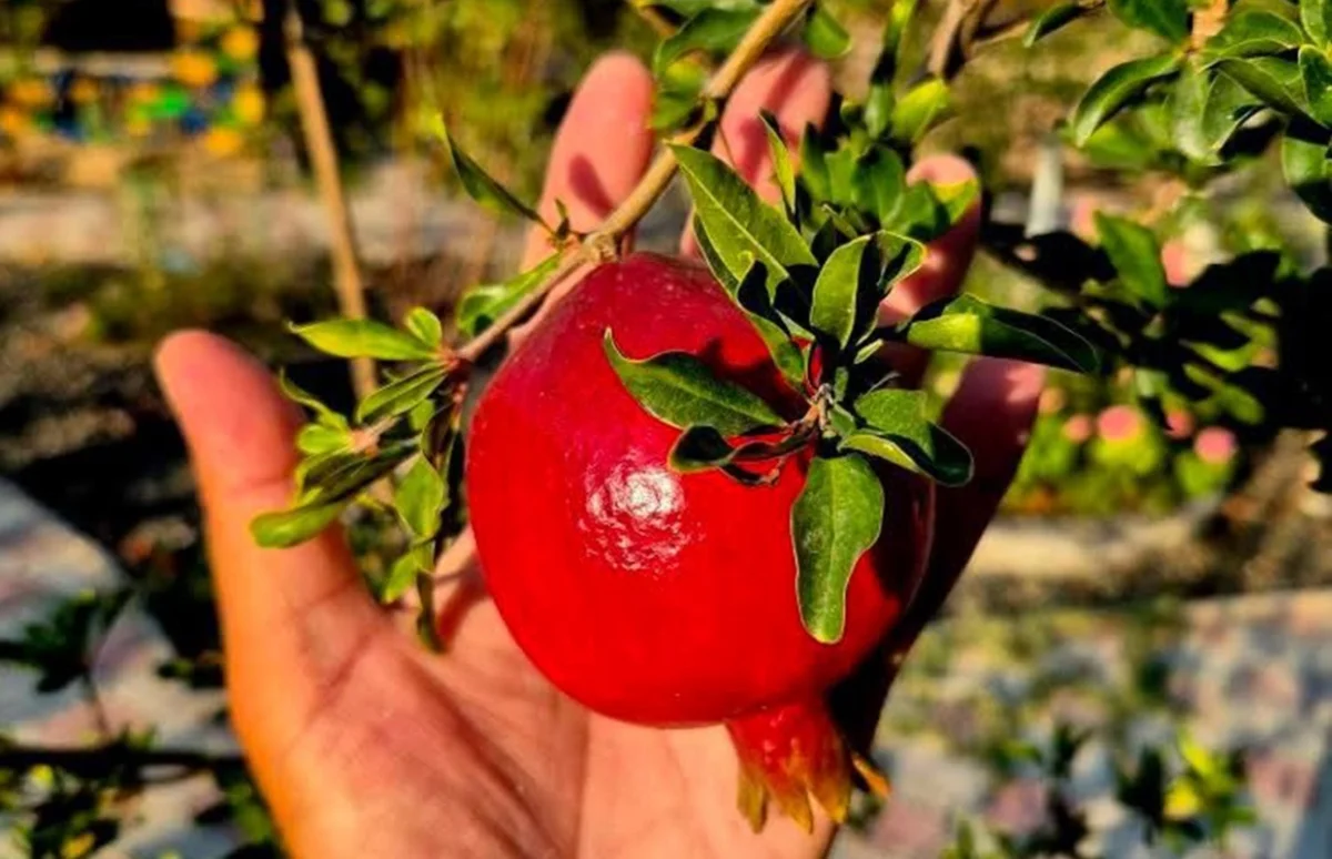 фото Асхата Алимбетова