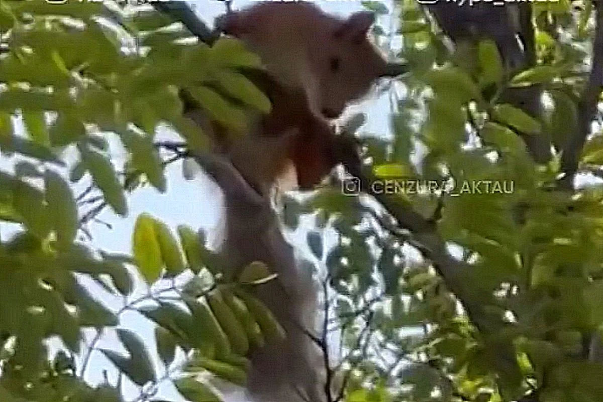 Фото: кадр видео