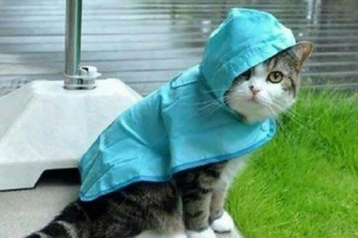 Фото: quizlet.com