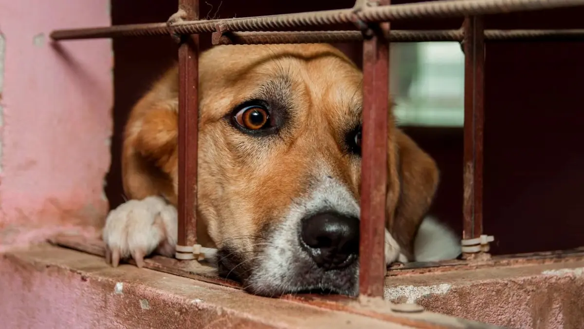 Фото: кадр YouTube