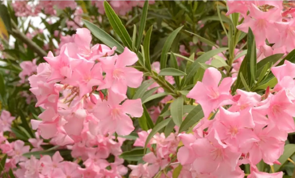 Олеандр. Фото с сайта Nikitasad.ru