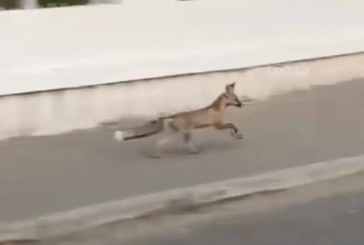 стоп-кадр из видео