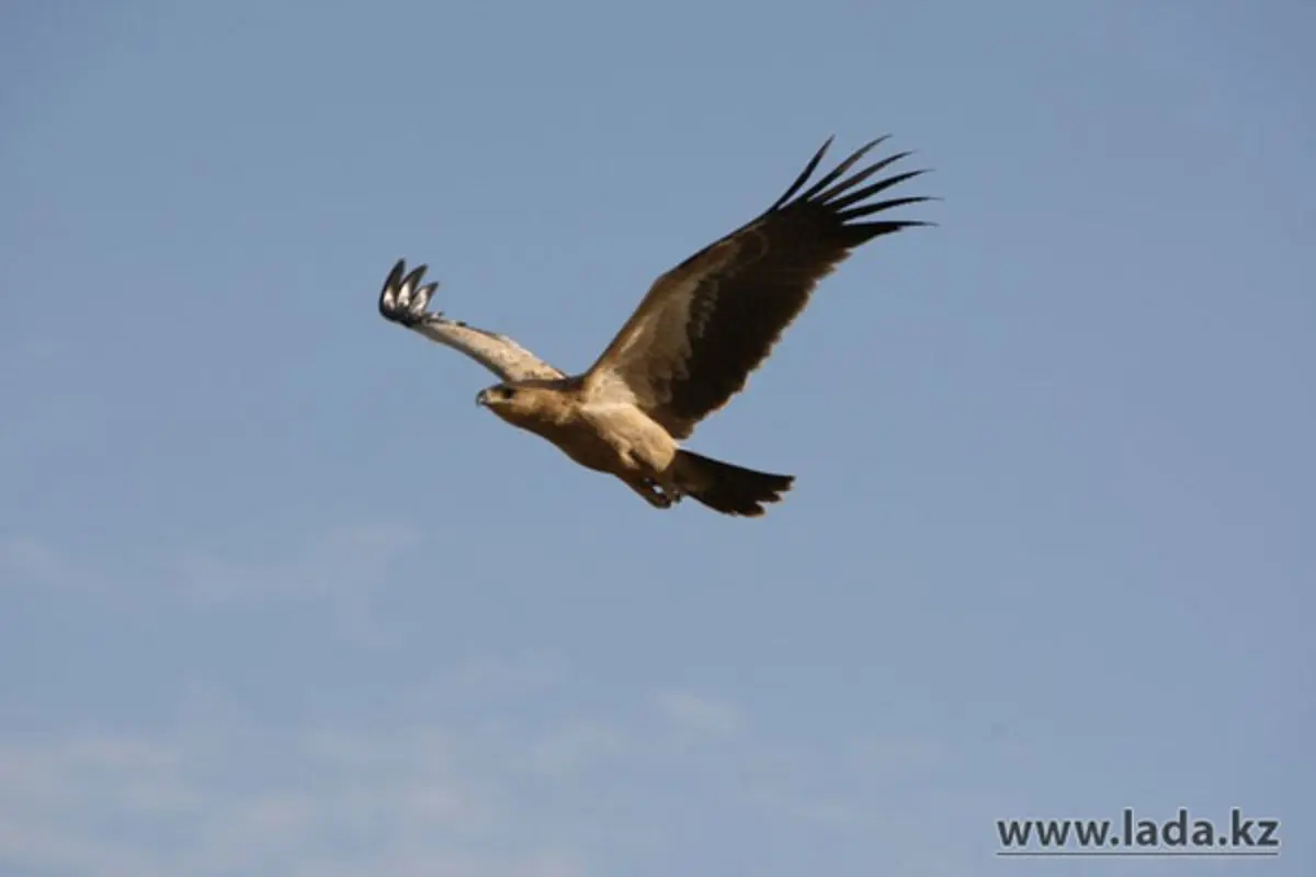 фото Азамата Сарсенбаева
