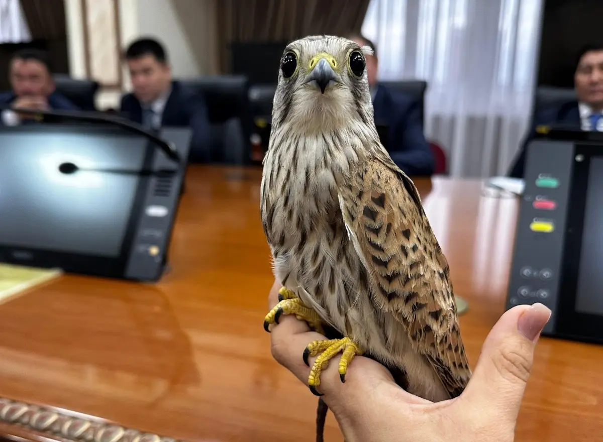 Фото предоставлено волонтером Натальей Инасаридзе