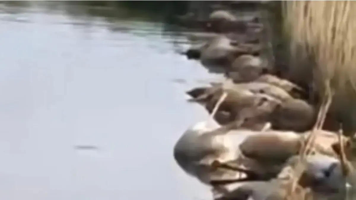 Кадр из видео