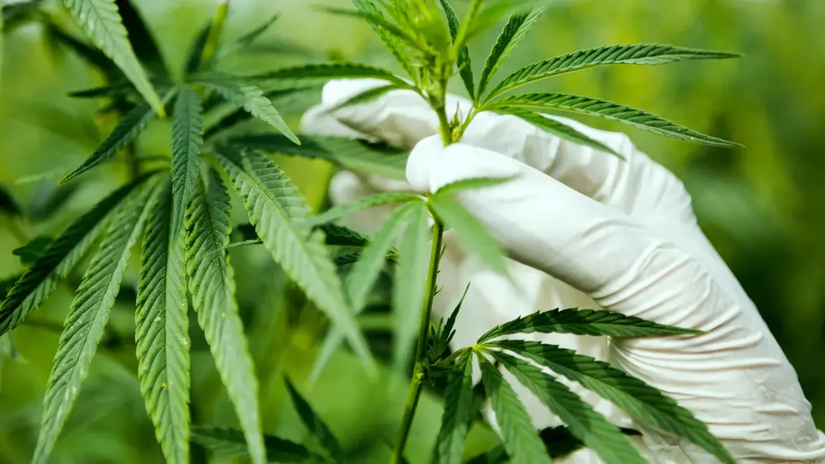 Фото: кадр YouTube