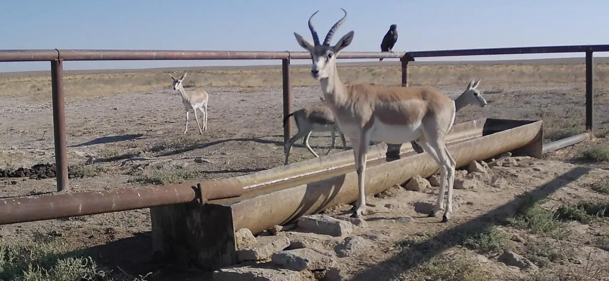 Сайгаки на водопое. Фото предоставил М.Каратауов